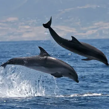 Sortie en mer à la rencontre des dauphins à Sète